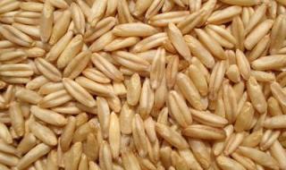 燕麦米的功效与作用 大米燕麦粥的营养价值